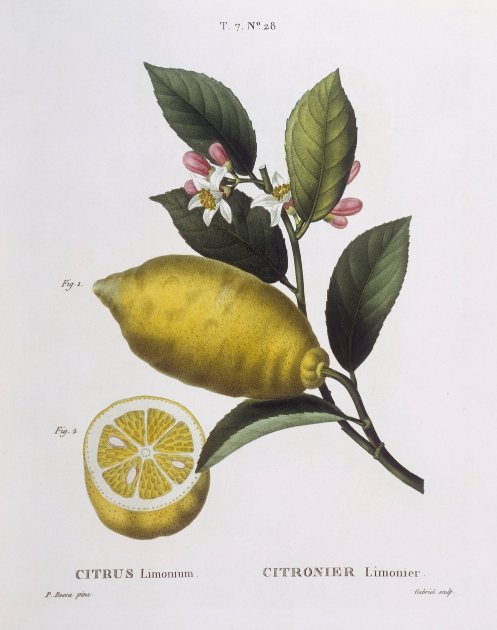 Limon (Citrus limonium), Henry Louis Duhamel du Monceau, Pancrace Bessa