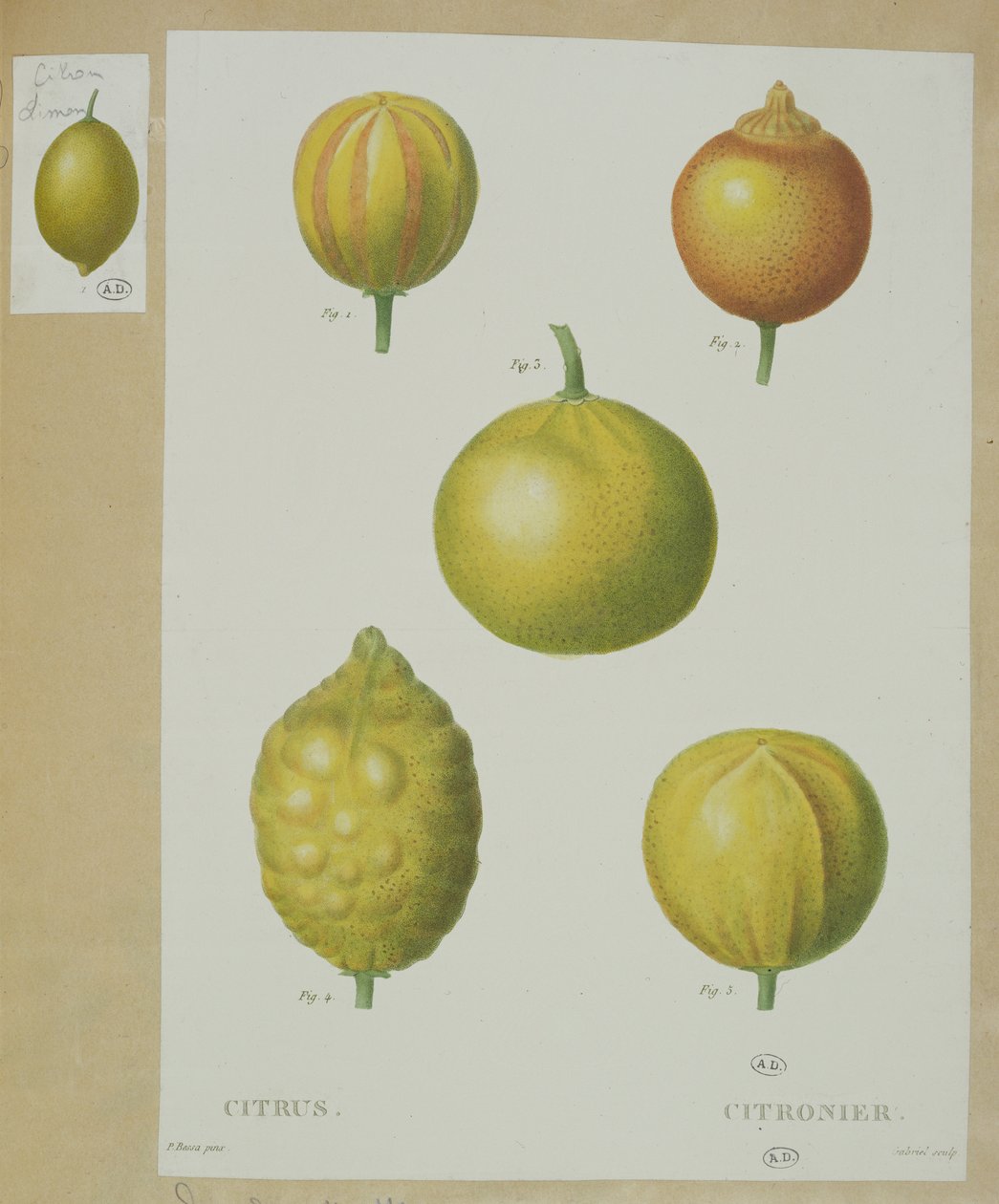 Gabriel tarafından oyulmuş limonlar by Pancrace Bessa