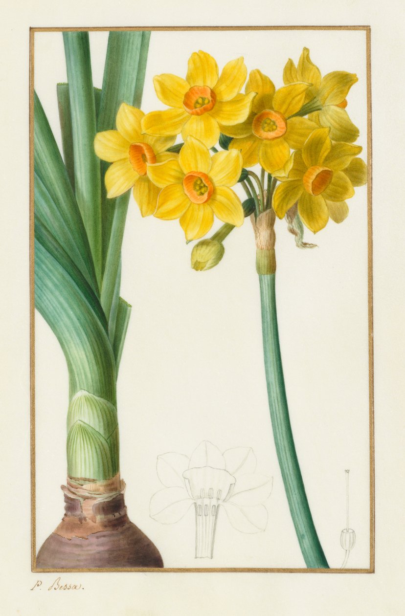 Polyanthus veya Cluster Nergis (Botanik: Narcissus tazetta) by Pancrace Bessa