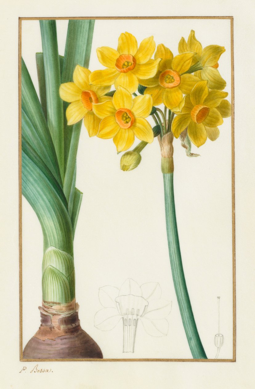 Polyanthus veya Küme Narcissus Botanik: Narcissus tazetta, 1836. by Pancrace Bessa