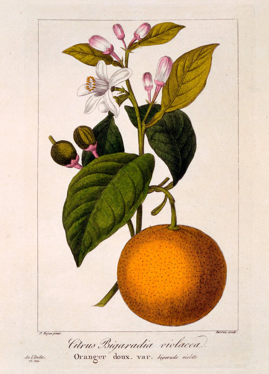 Tatlı Portakal: Citrus sinensis var. Bigaradia violacea, 1836 (el boyaması gravür) by Pancrace Bessa