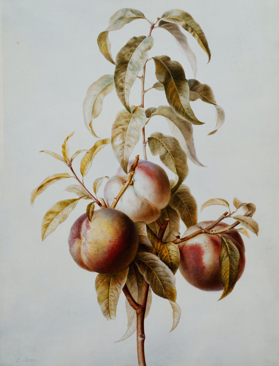 Bir Dalda Üç Şeftali, by Pancrace Bessa