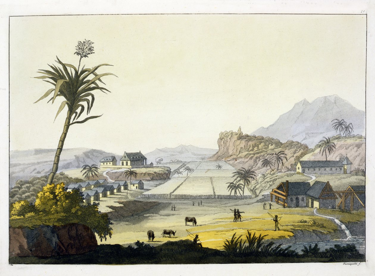 Şeker Ovası, Antiller (renkli gravür) by Paolo Fumagalli