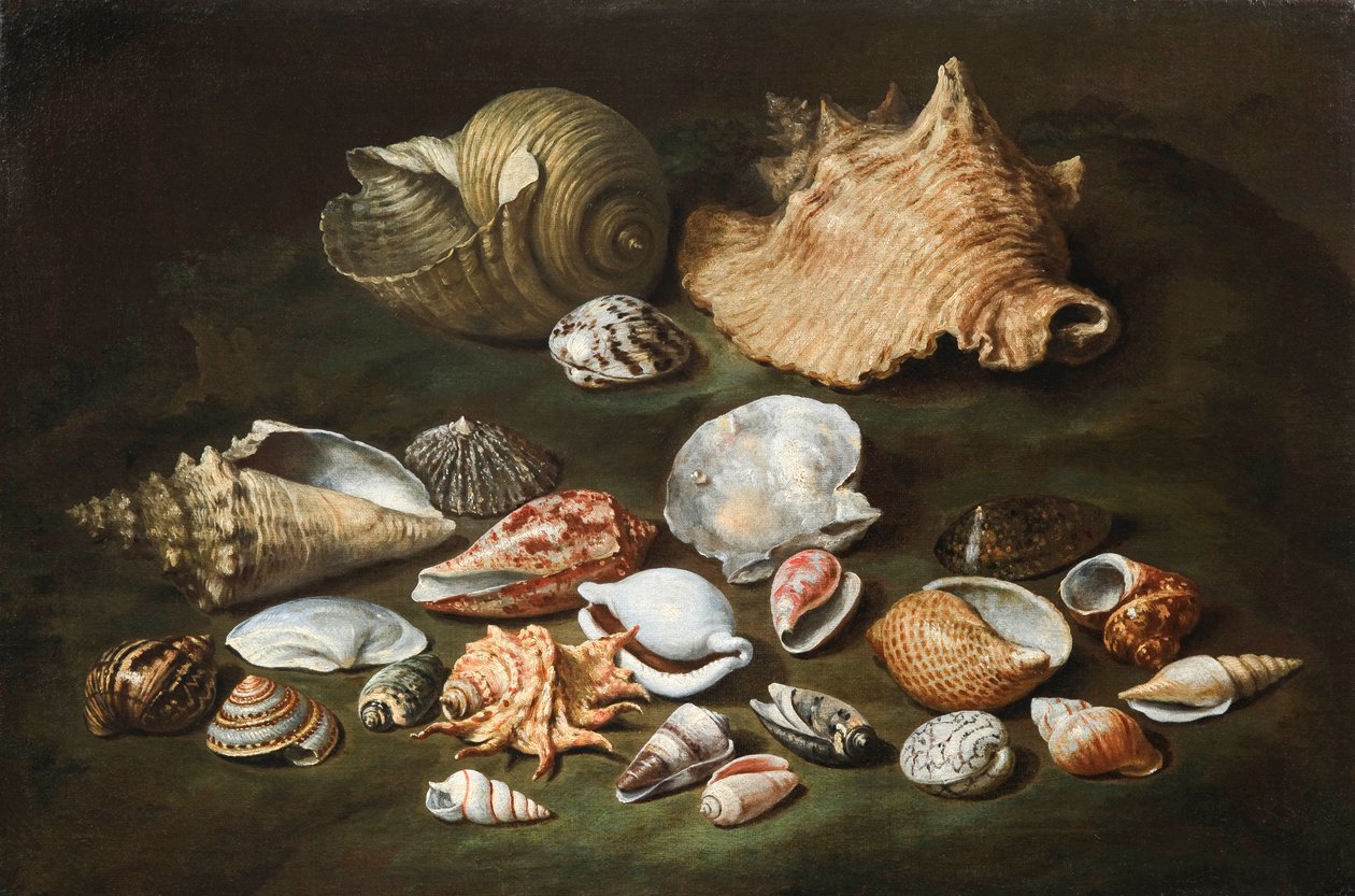 "Natürmort kabuklu" Tablo Paolo Porpora (1617-1673), - Tuval üzerine yağlıboya, boyut 44.5x67 cm Fondation Custodia by Paolo Porpora