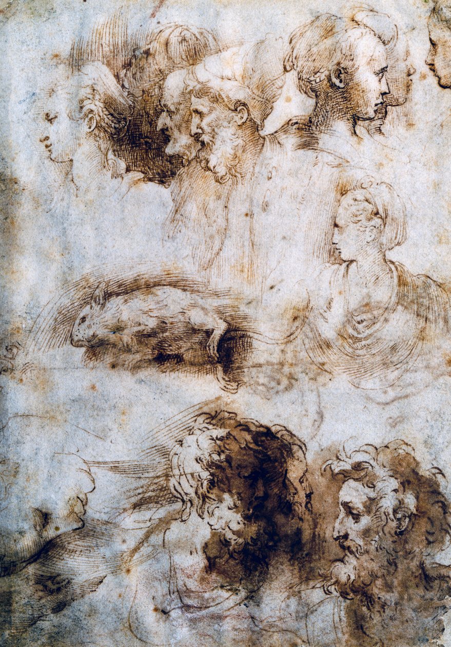 Ölü bir fare, erkek ve dişi profilleri için çalışma by Parmigianino
