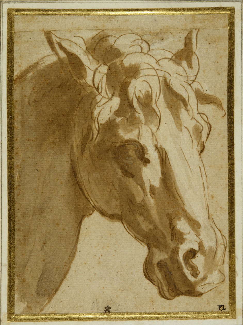 Bir atın başı ve boynu (krem kağıda yıkamalı kalem ve kahverengi mürekkep) by Parmigianino
