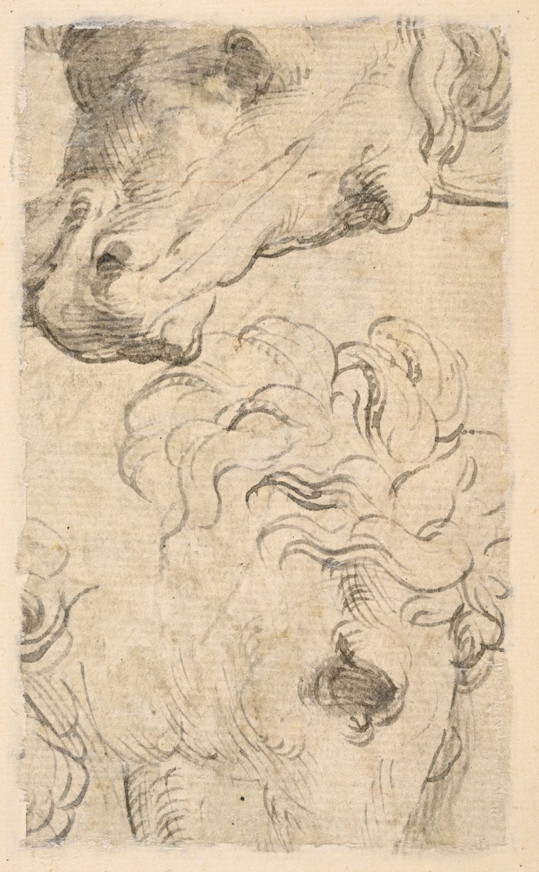At başlarının iki çalışması (parça) (verso) by Parmigianino