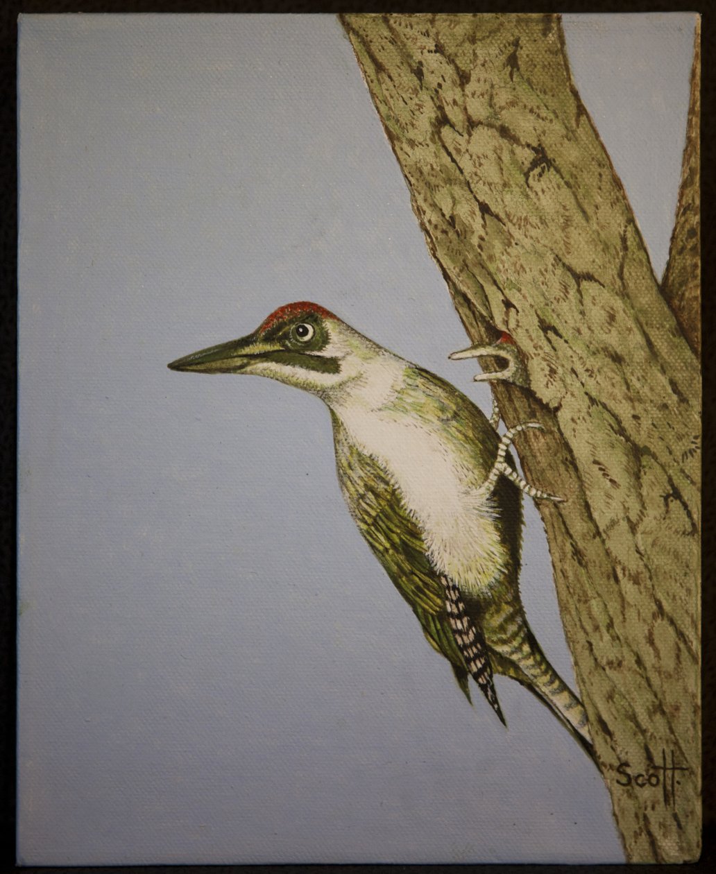  by Pat Scott