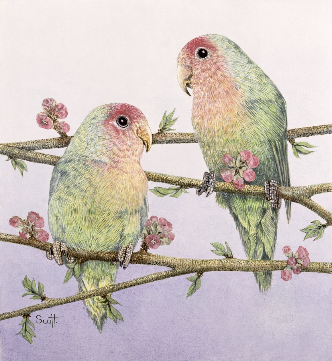  by Pat Scott