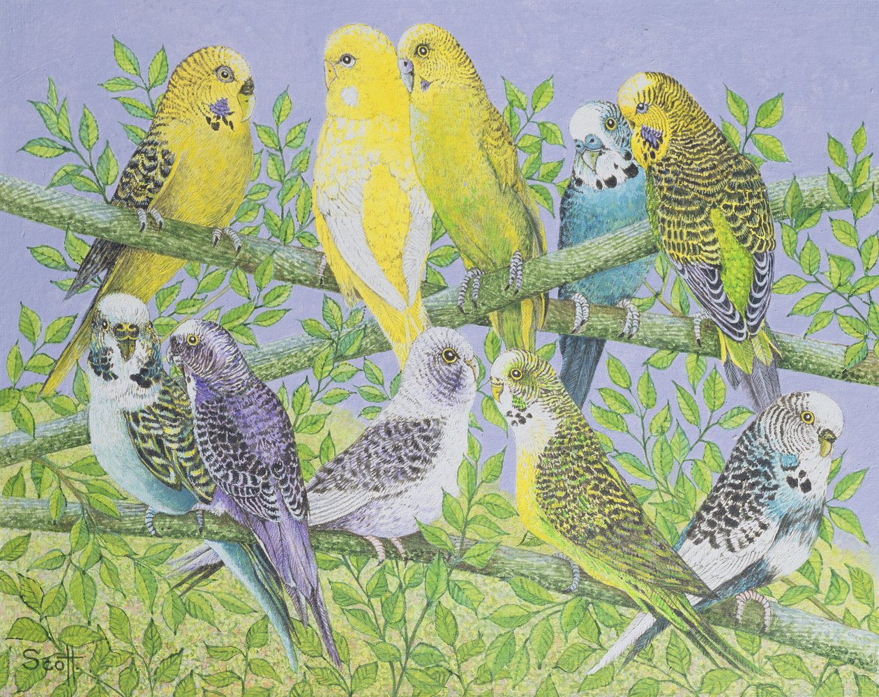  by Pat Scott