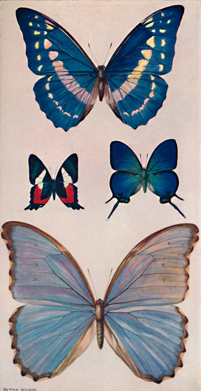 Rios Kelebeklerinden Bazıları, 1914 by Patten Wilson