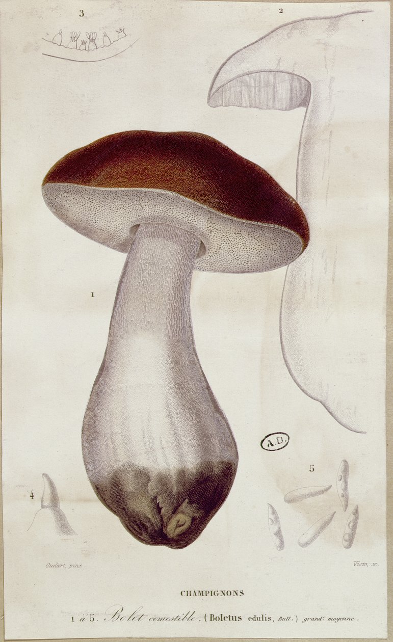 Boletus edulis, Jean Jacques Paulet (1740-1826) tarafından 