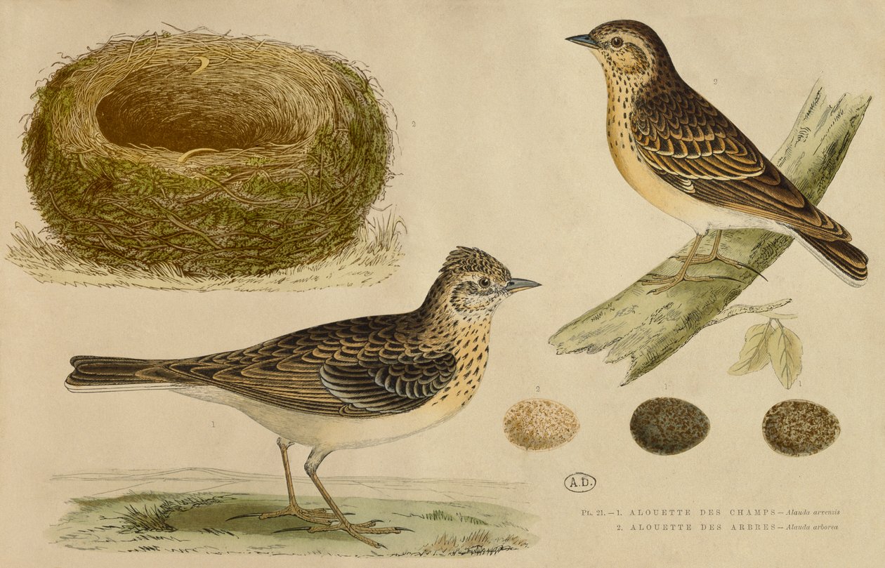 Skylark ve treelark (renkli gravür) by Paul Louis Oudart