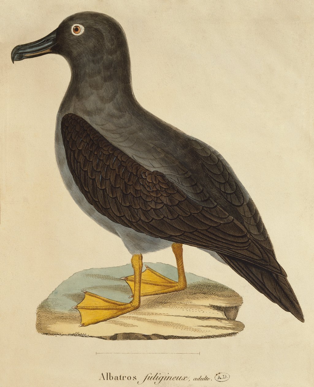 İsli Albatros (renkli gravür) by Paul Louis Oudart
