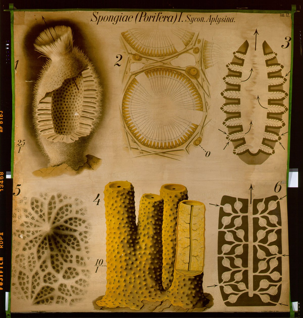 Sycon ve Aplysina, No.12, Pfurtscheller