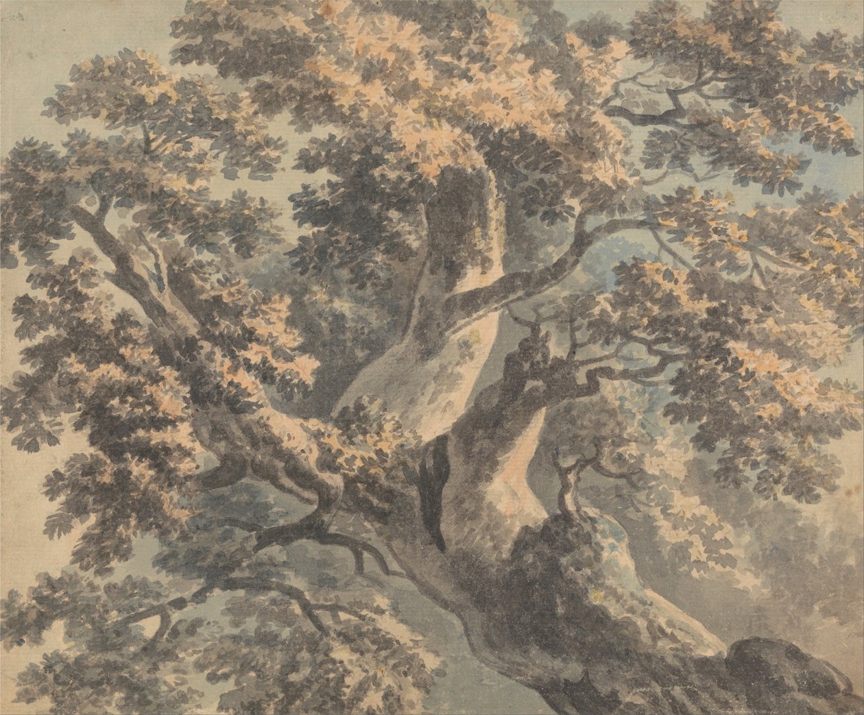 Bir Ağacın İncelenmesi by Paul Sandby