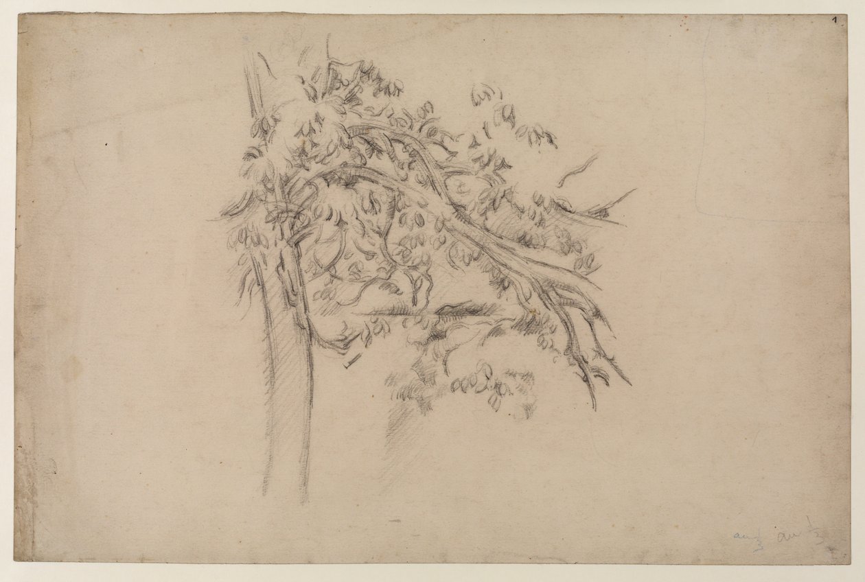 Bir Ağacın İncelenmesi, c.1885-87 (kağıt üzerinde grafit) by Paul Cézanne