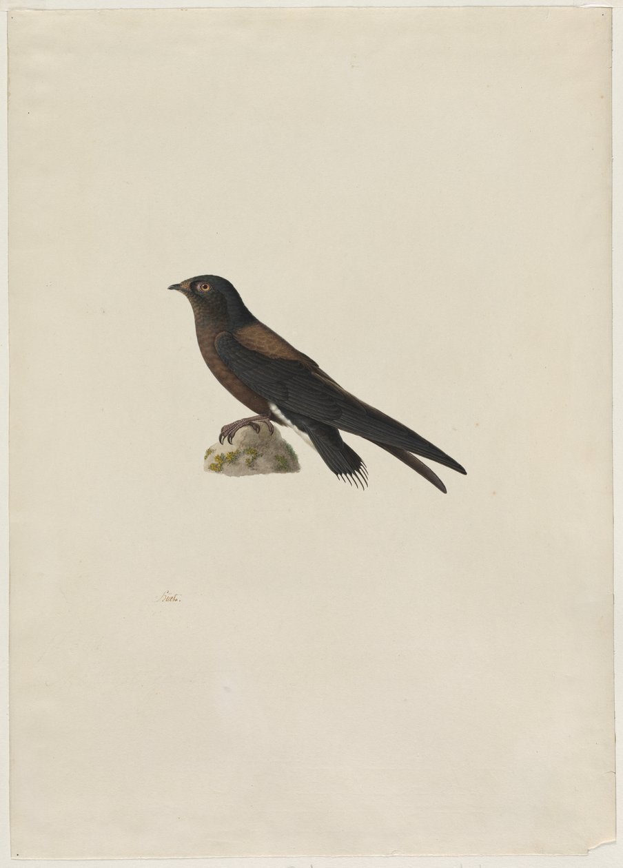 İğne Kuyruklu Swift (Hirundapus caudaculus) by Paul Huet