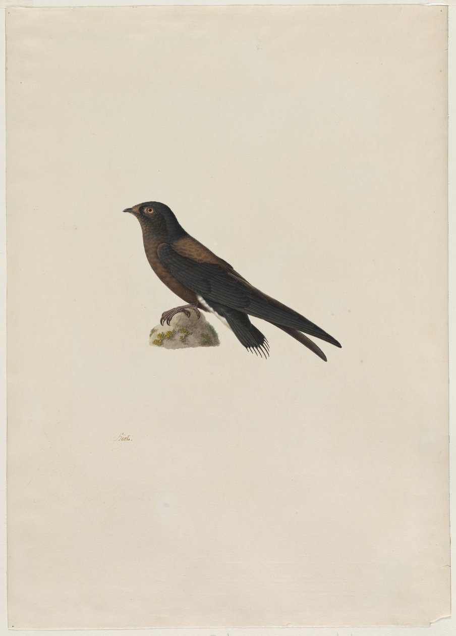 İğne Kuyruklu Swift Hirundapus caudacutus, 1800