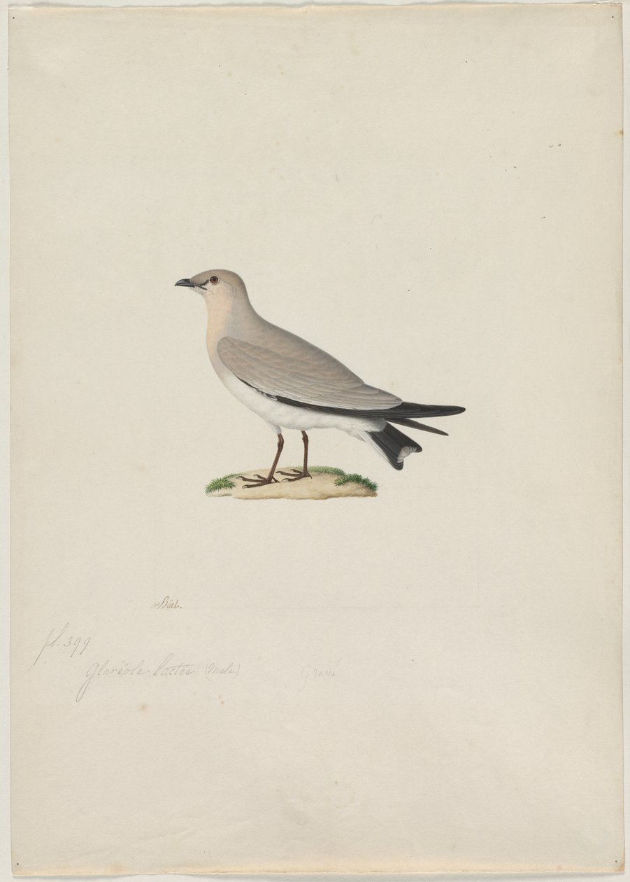 Küçük Pratincole Glareola lactea, 1800