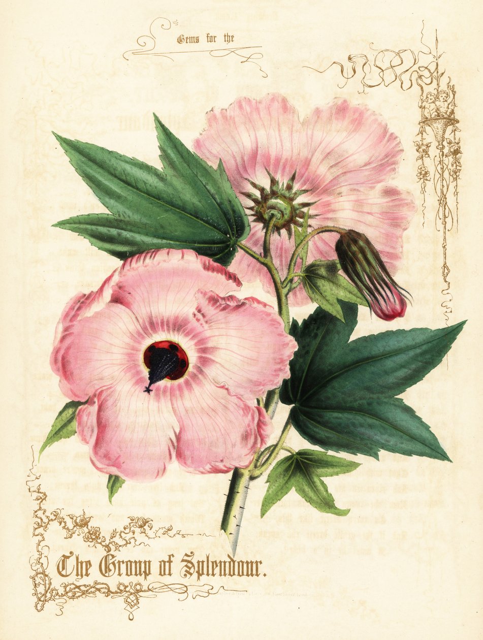 Pembe ebegümeci çiçekleri ve yaprakları. by Paul Jerrard