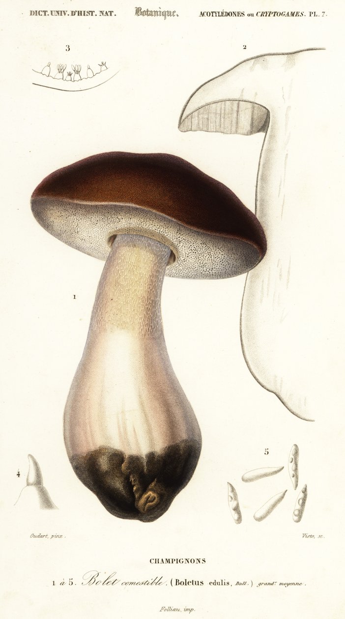Cep, kuruş topuz, porcino veya porcini mantarı, Boletus edulis. ,1849 (gravür) by Paul Louis Oudart
