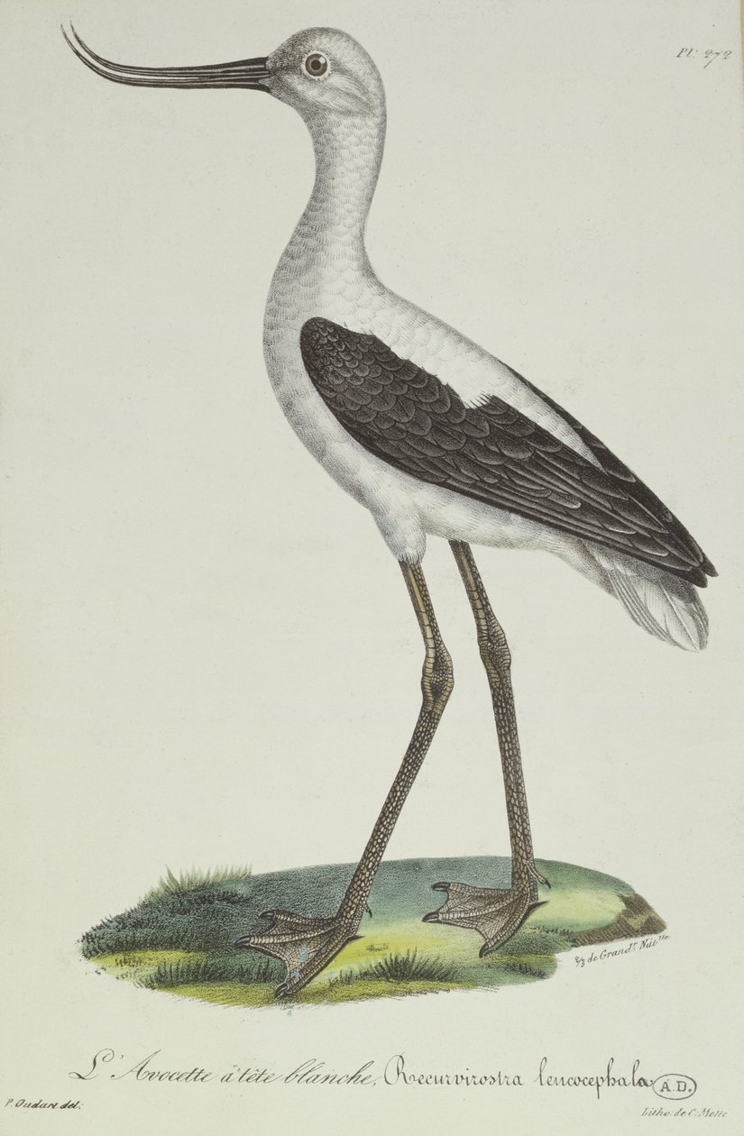 Beyaz Başlı Avocet, 19. yüzyılın başları (renkli gravür) by Paul Louis Oudart