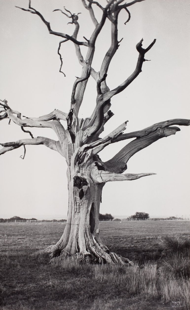  by Paul Nash