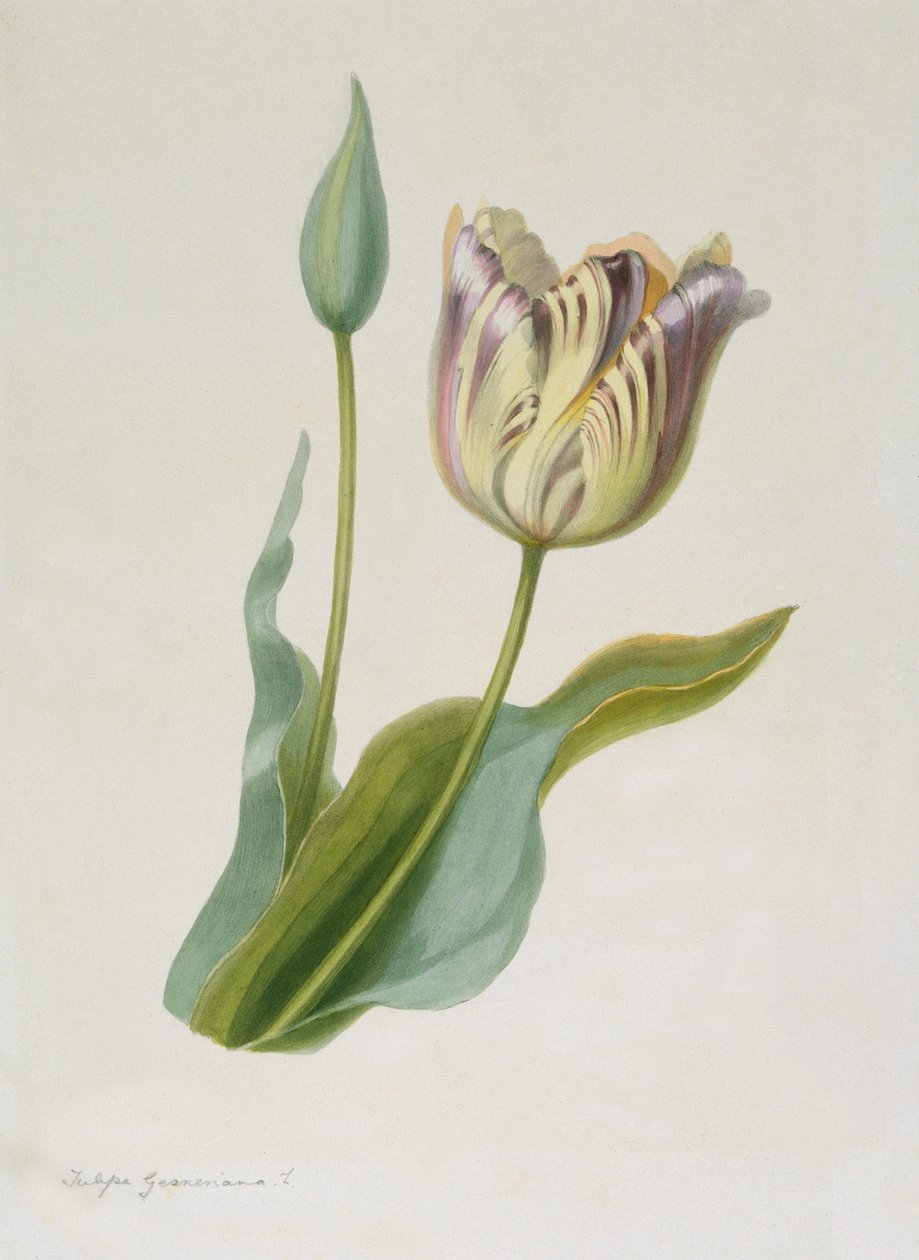 Lale, Lale, c1840-1880. by Pauline Girardin
