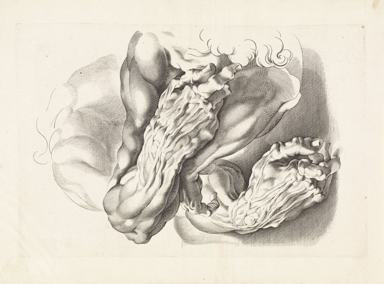 Silahların anatomik çalışmaları Peter Paul Rubens