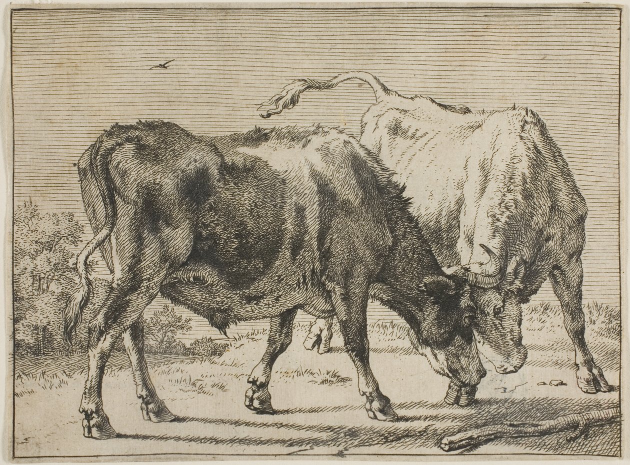Dövüşen İki Boğa by Paulus Potter