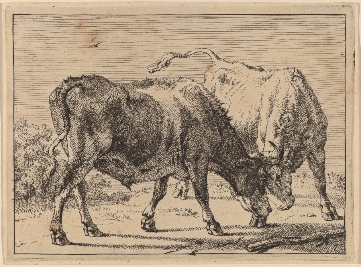 İki Öküz Dövüşü by Paulus Potter