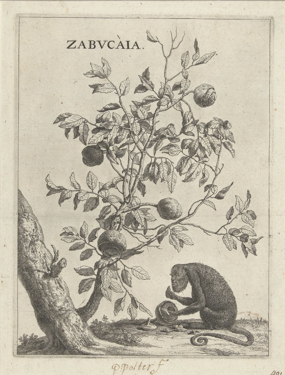 Zabucaiaboom en een aap Zabvcàia (nesne üzerindeki başlık) by Paulus Potter