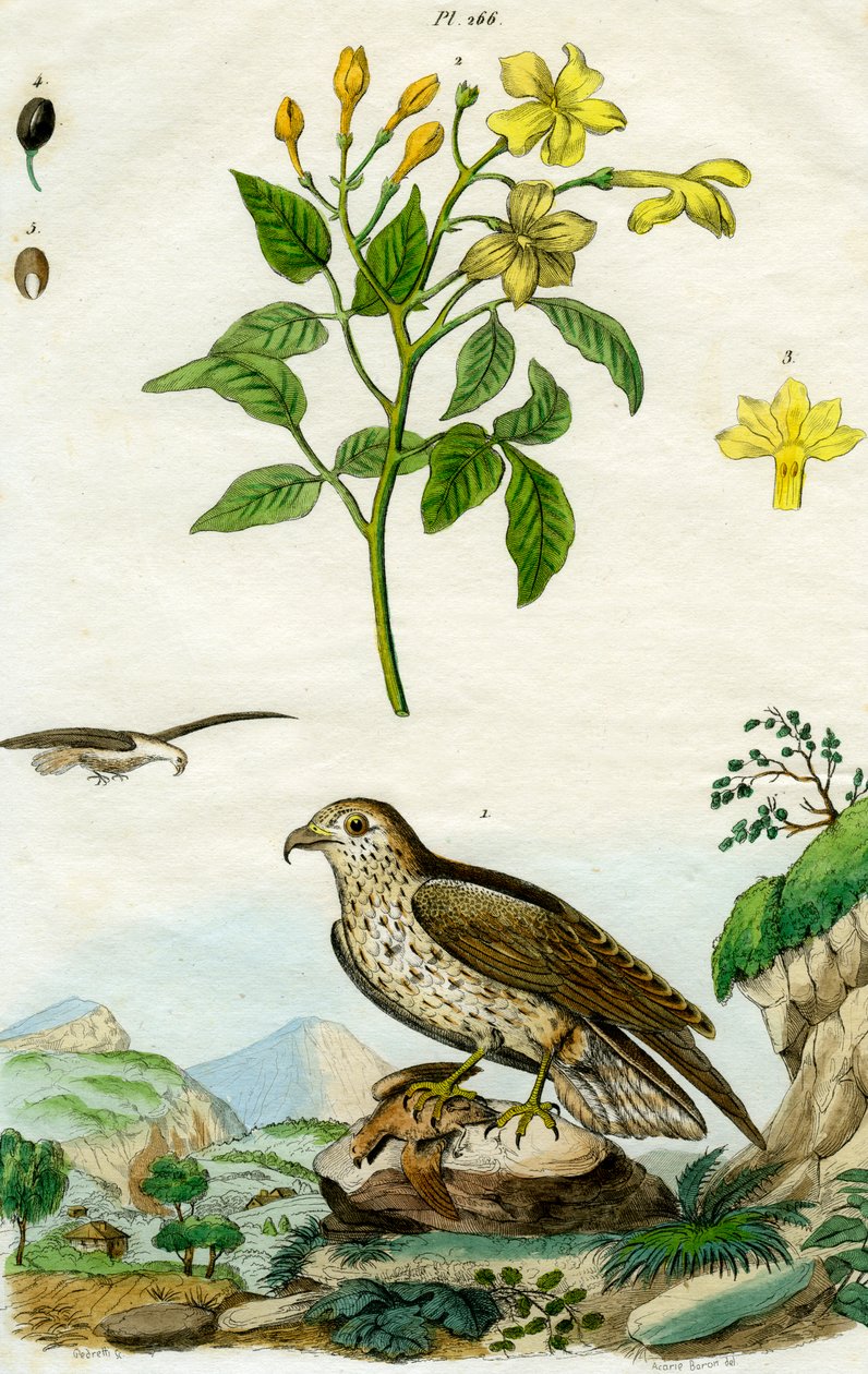 Yasemin ve Kısa Parmaklı Kartal, 18. veya 19. yüzyıl. by Pedretti