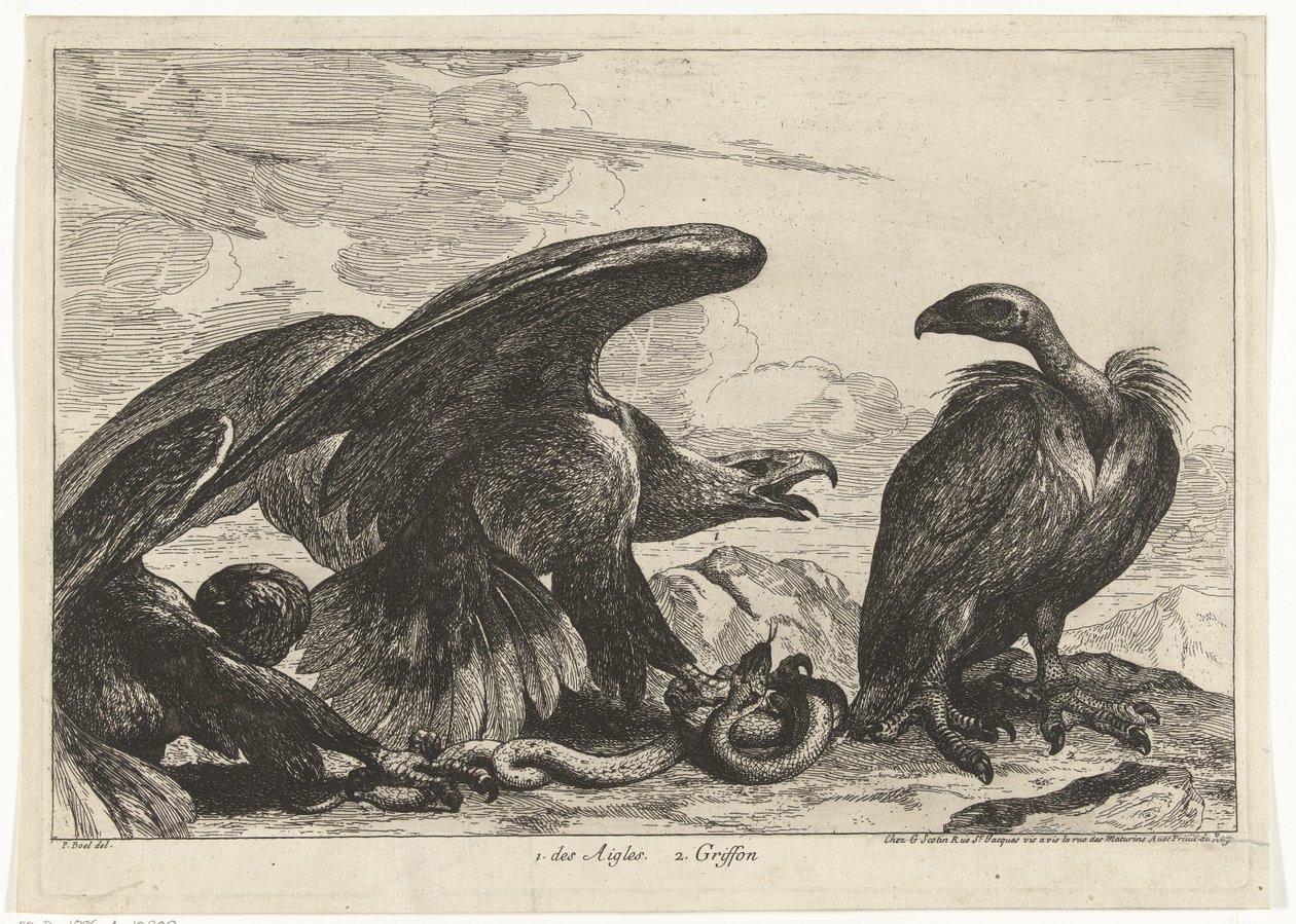 Akbaba ve yılanlı kartal 1. des Aigles 2. Griffon (nesne üzerindeki başlık) Versailles Hayvanat Bahçesinden Kuşlar (dizi başlığı) by Peeter Boel (attributed to)