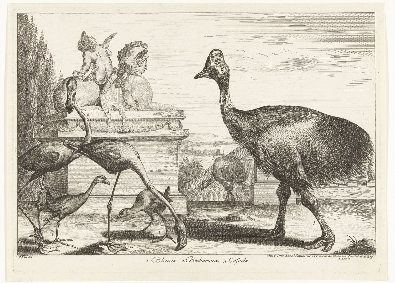 Cassowaries, mor coot ve flamingolar 1. Bleuets 2 Becharoux 3. Casuels (nesne üzerindeki başlık) Versay Hayvanat Bahçesi