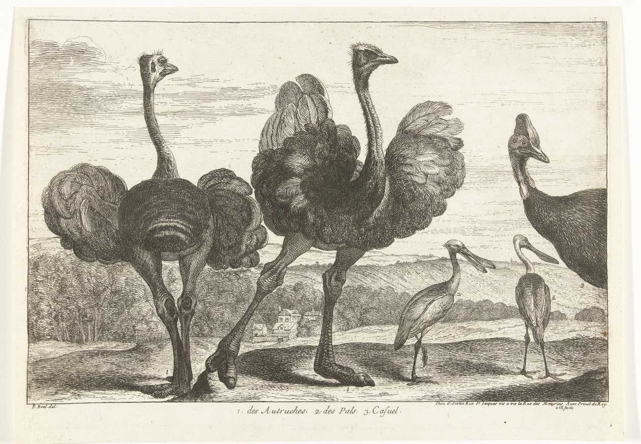 Devekuşları, Cassowary ve Kaşık Gagası 1. Autruches. 2. des Pals. c. gündelik Versay Hayvanat Bahçesi