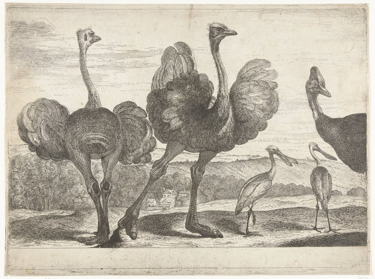 Devekuşları, Cassowary ve Kaşık Gagası Versailles Hayvanat Bahçesinden Kuşlar (dizi başlığı) by Peeter Boel (attributed to)