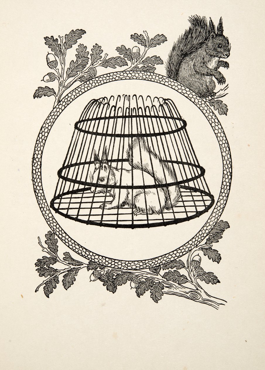 Hayvanların Yüz Anekdotundan Bir Mülteci Sincap, pub. 1924 by Percy J. Billingshurst