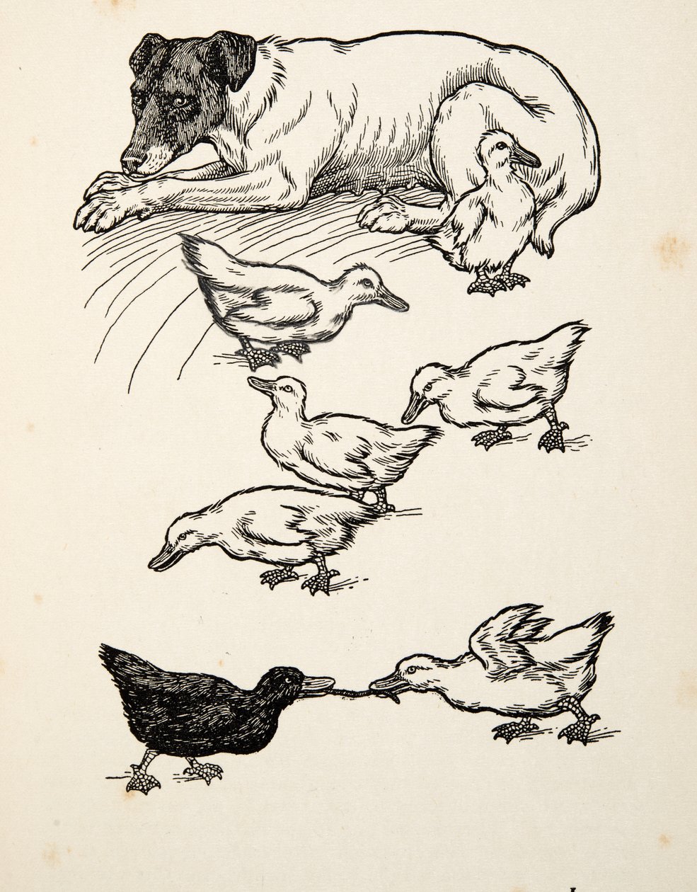 A Hundred Anecdotes of Animals