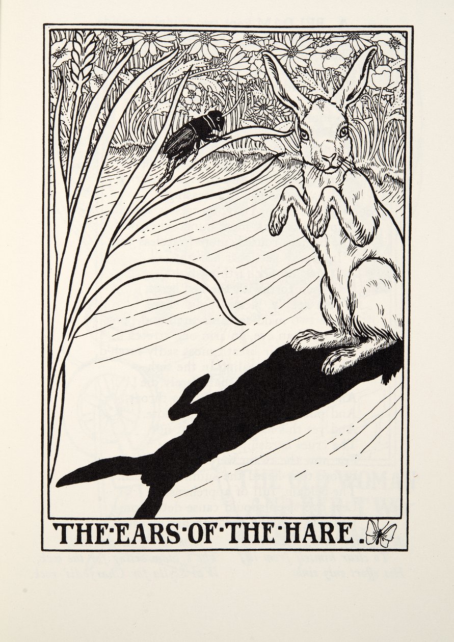 Hare