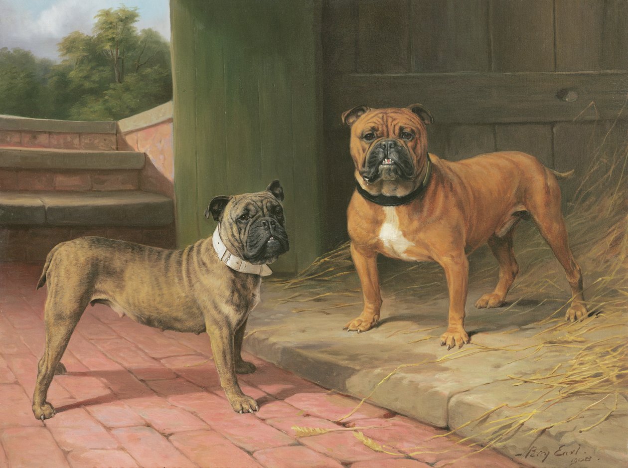Bir Barn tarafından bir Red Bulldog ve Brindle Bulldog (tuval üzerine yağlı boya) by Percy Thomas Earl