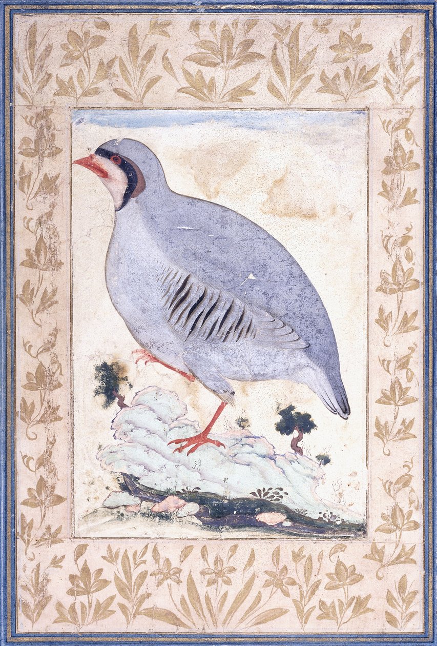 Kırmızı Bacaklı Keklik, c. 17. yüzyılın ortaları by Persian School