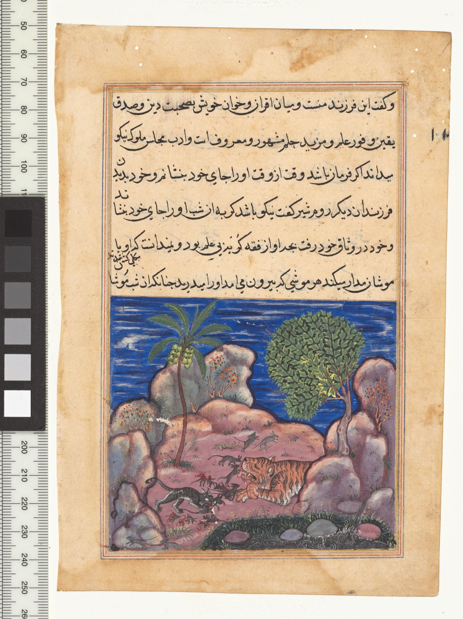Masal XV, Kedi aslanı rahatsız eden farelere saldırır, "Tuti-Nama"dan bir örnek, c. 1560. Hindistan, Babür, Ekber saltanatı, 16. yüzyıl by Persian School
