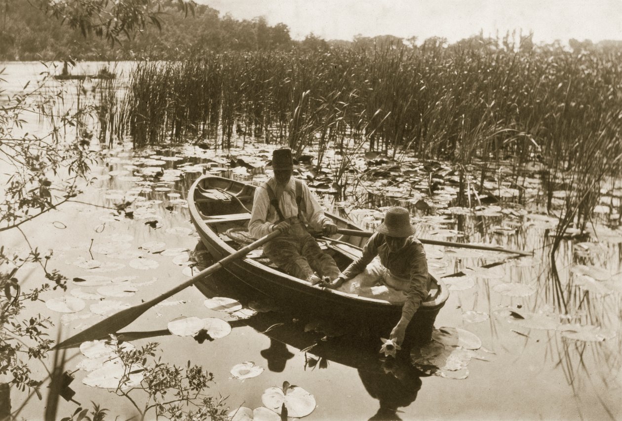 Nilüferlerin Toplanması, 1886 (fotoğraf) by Peter Emerson und Thomas Goodall