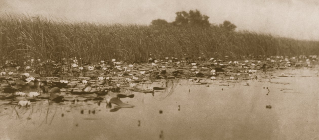 Nilüferler, Norfolk Broads