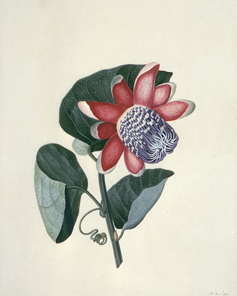 Çiçek Çalışmaları, 18. yüzyıl by Peter Brown