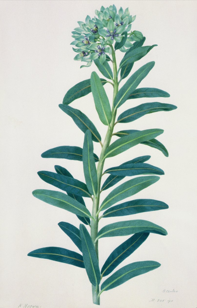 Gladioli, 18. yüzyıl by Peter Brown