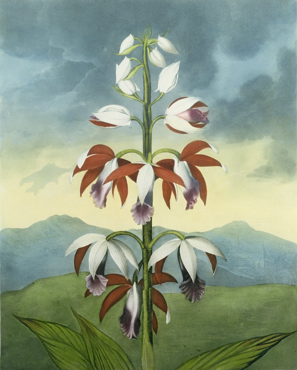 Çin Limodoron, Landseer tarafından, Robert Thornton, pub tarafından 'Flora Tapınağı'ndan. 1802 by Peter Charles Henderson
