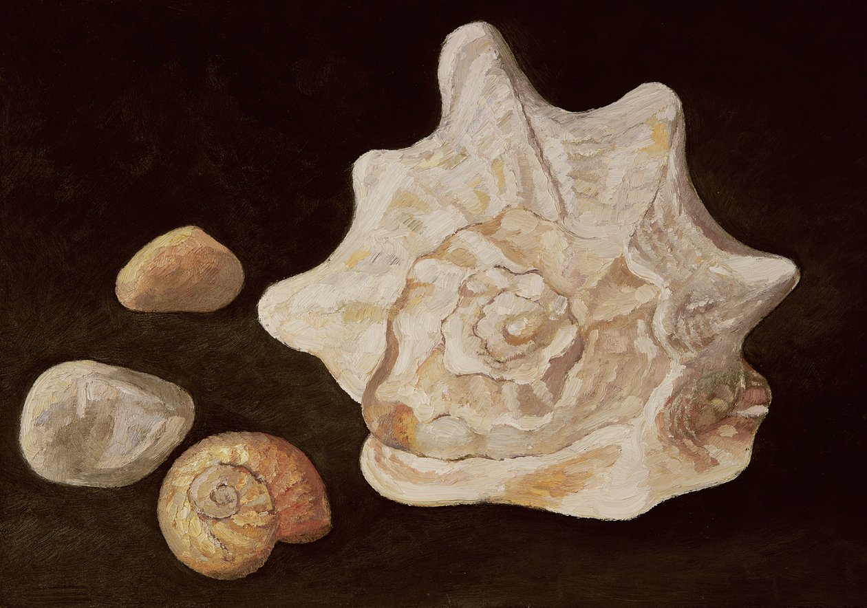 Kabuklu Deniz Kabuğu, 1995 by Peter Davidson